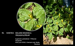 trillium_luteum