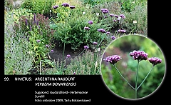 verbena_bonariensis